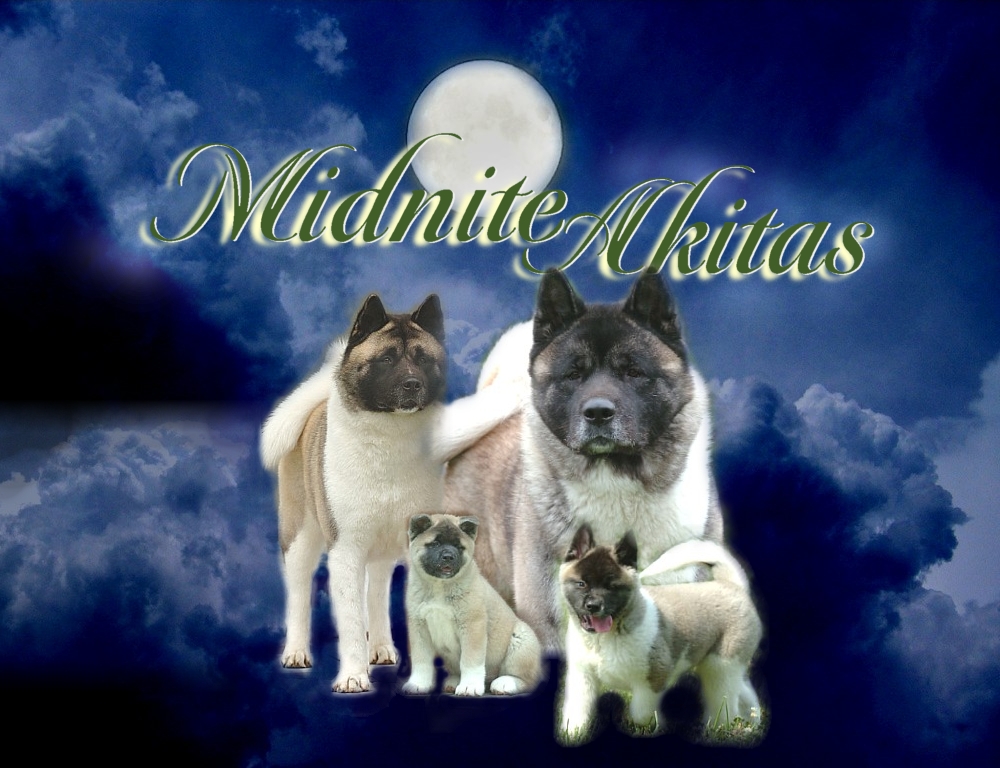 filter aerator aquarium